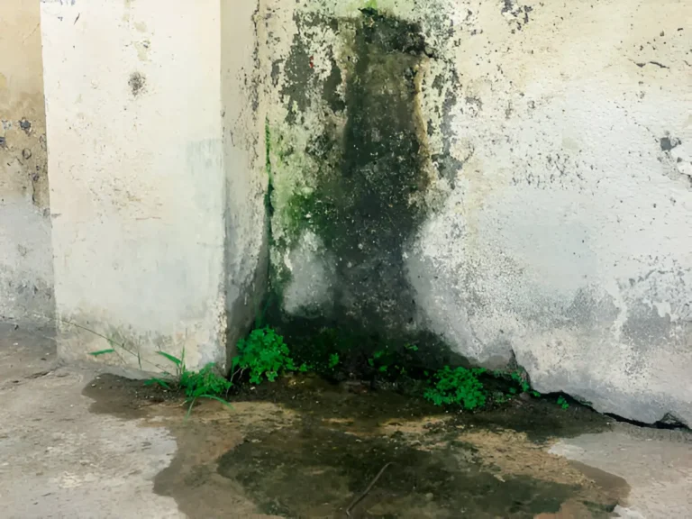 When Water Wreaks Havoc: The Overlooked Duo of Leaks and Mold