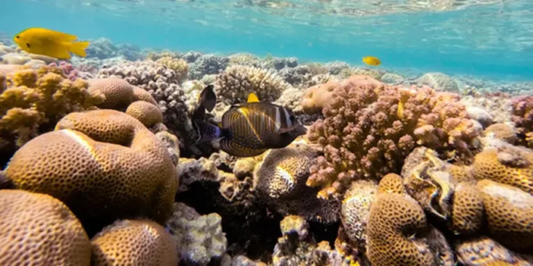 Ocean Treasures Exploring the Types and Uses of Natural Sea Sponges
